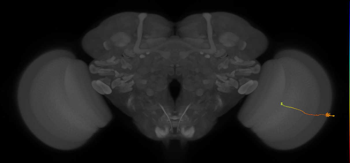 Tm9_R (MaleCNS:191276)