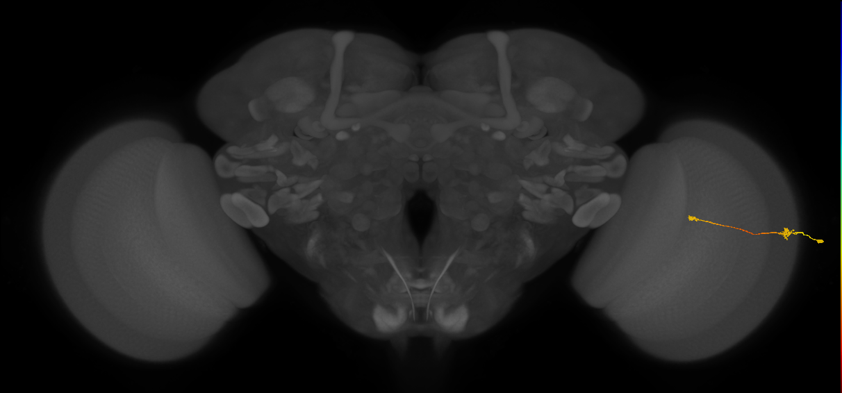 Tm9_R (MaleCNS:107689)