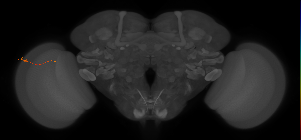 Tm9_L (MaleCNS:122510)