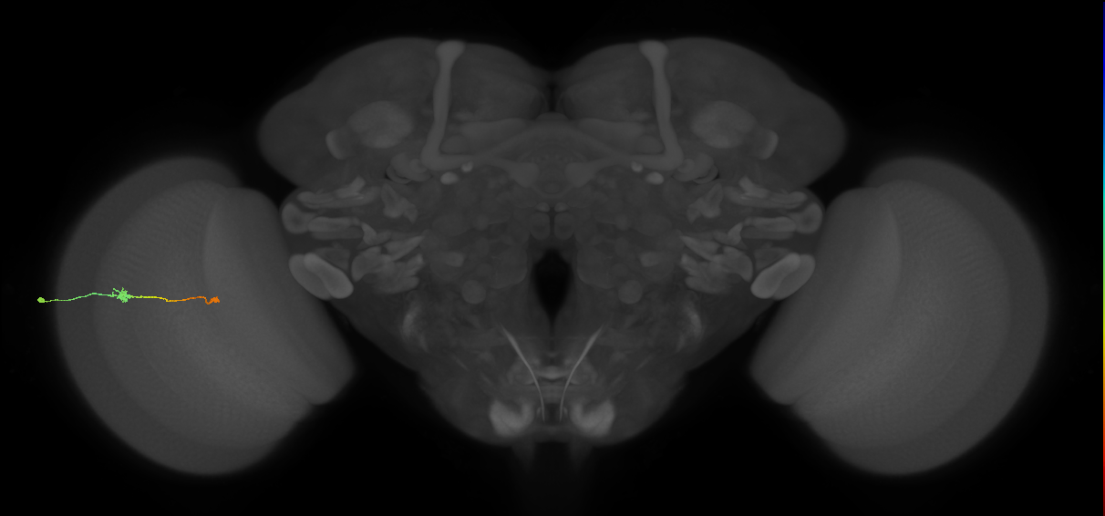 Tm9_L (MaleCNS:514754)