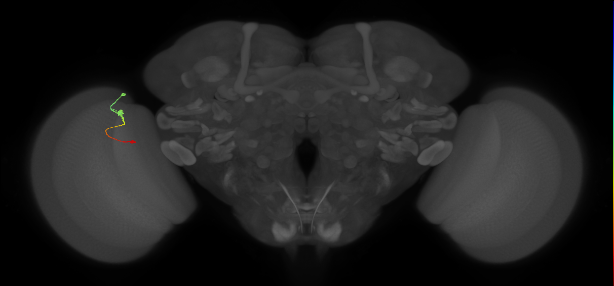 Tm9_L (MaleCNS:160947)