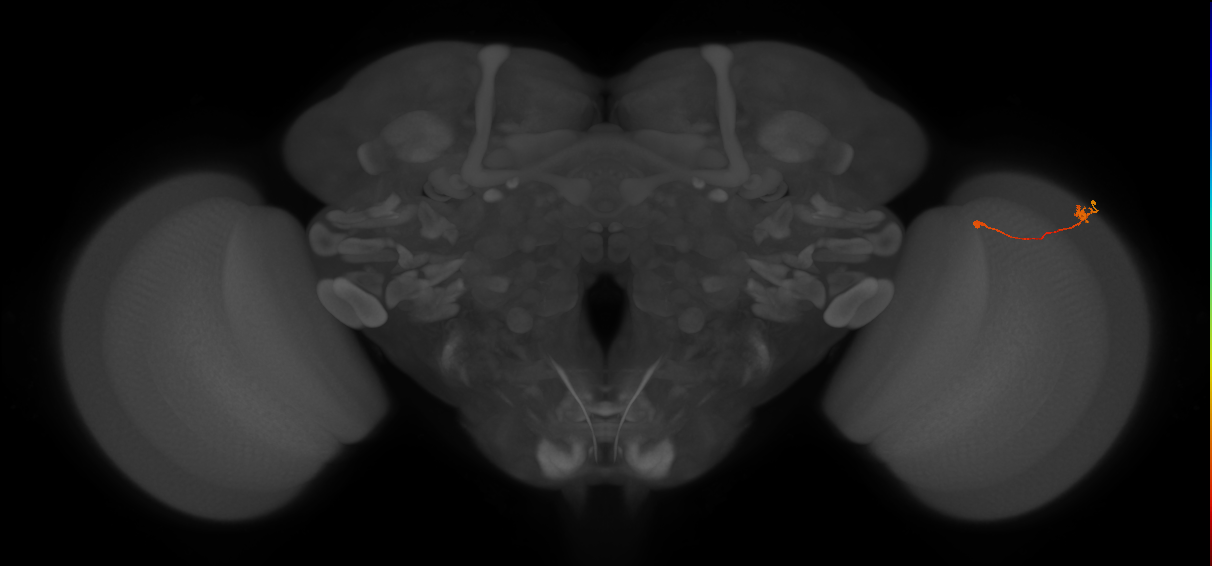 Tm9_R (MaleCNS:118545)
