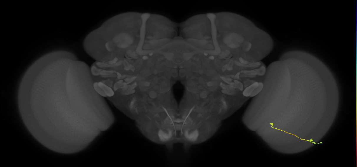Tm9_R (MaleCNS:94831)