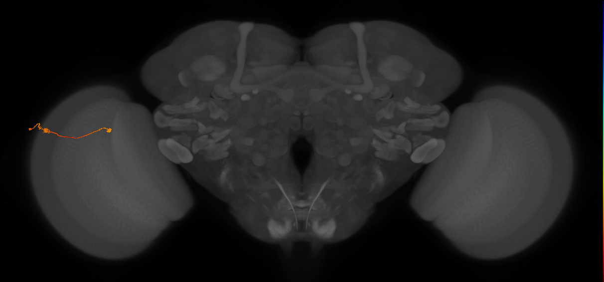 Tm9_L (MaleCNS:118319)