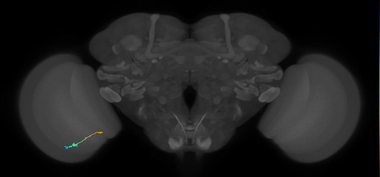 Tm9_L (MaleCNS:539363)