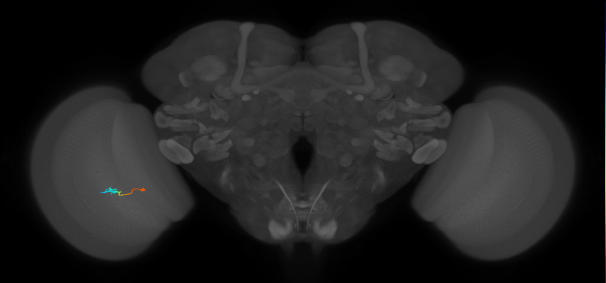 Tm9_L (MaleCNS:147792)