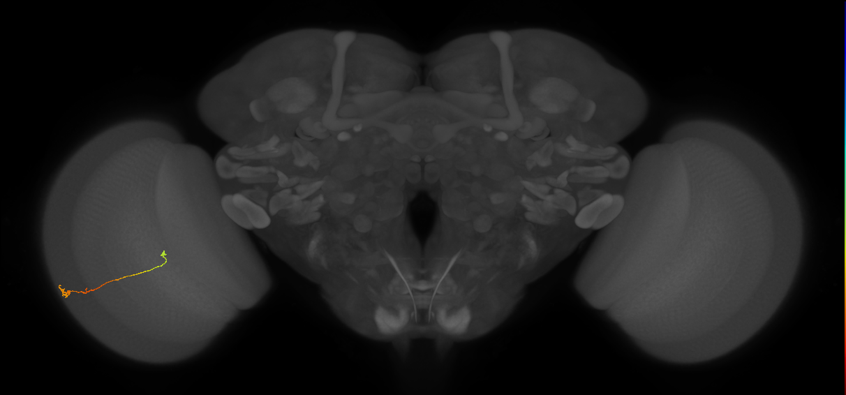 Tm9_L (MaleCNS:201555)