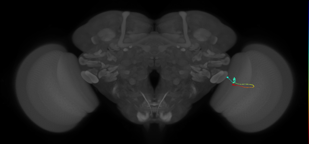 Tm9_R (MaleCNS:131517)