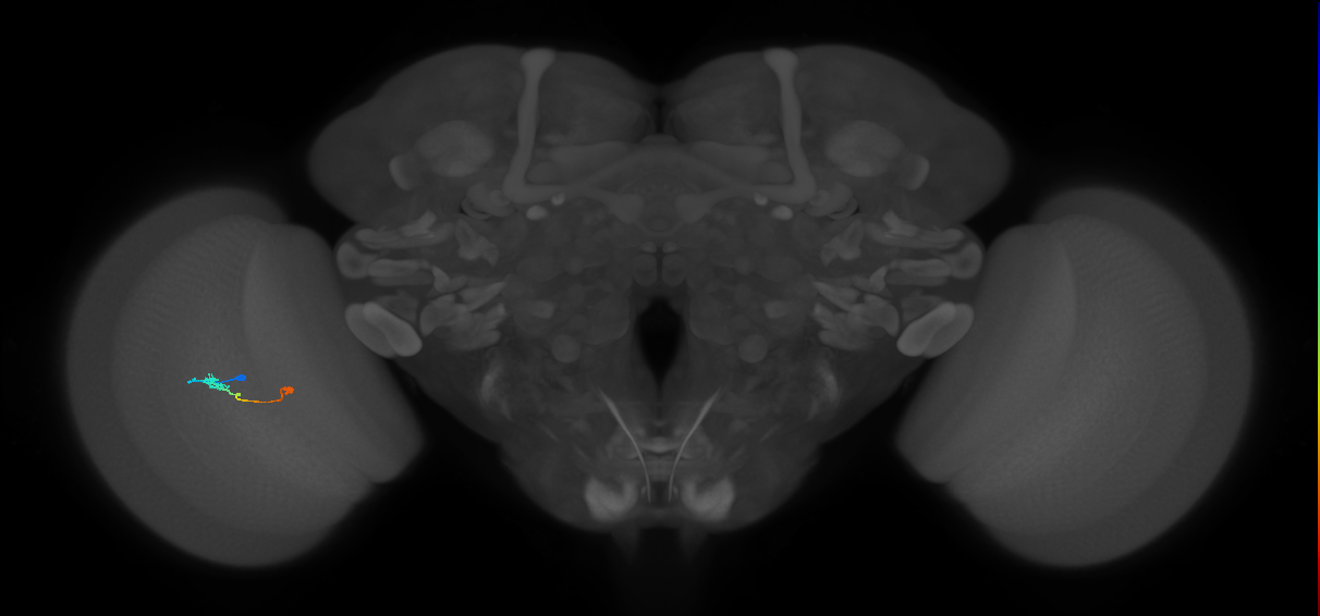 Tm9_L (MaleCNS:551280)