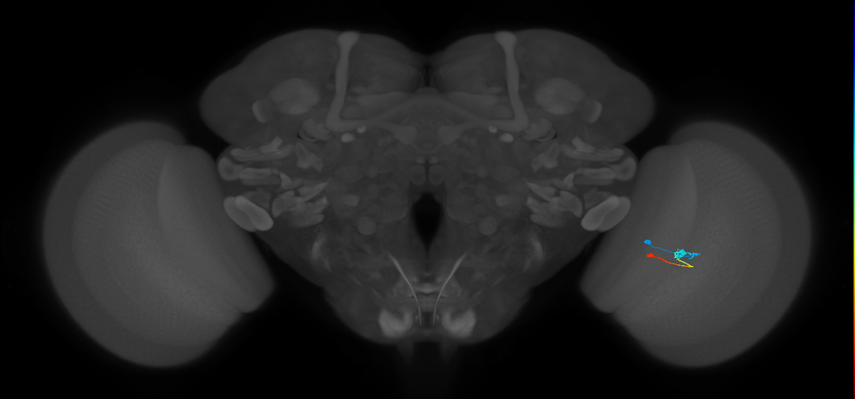 Tm9_R (MaleCNS:95166)