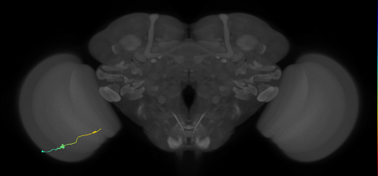 Tm9_L (MaleCNS:139153)
