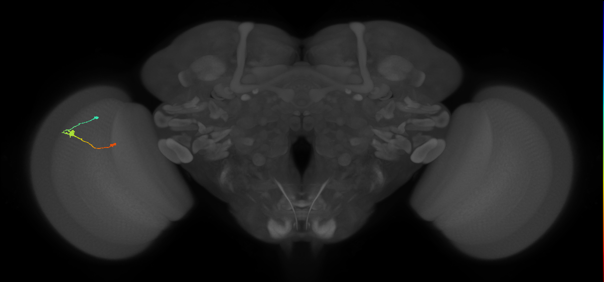 Tm9_L (MaleCNS:540454)