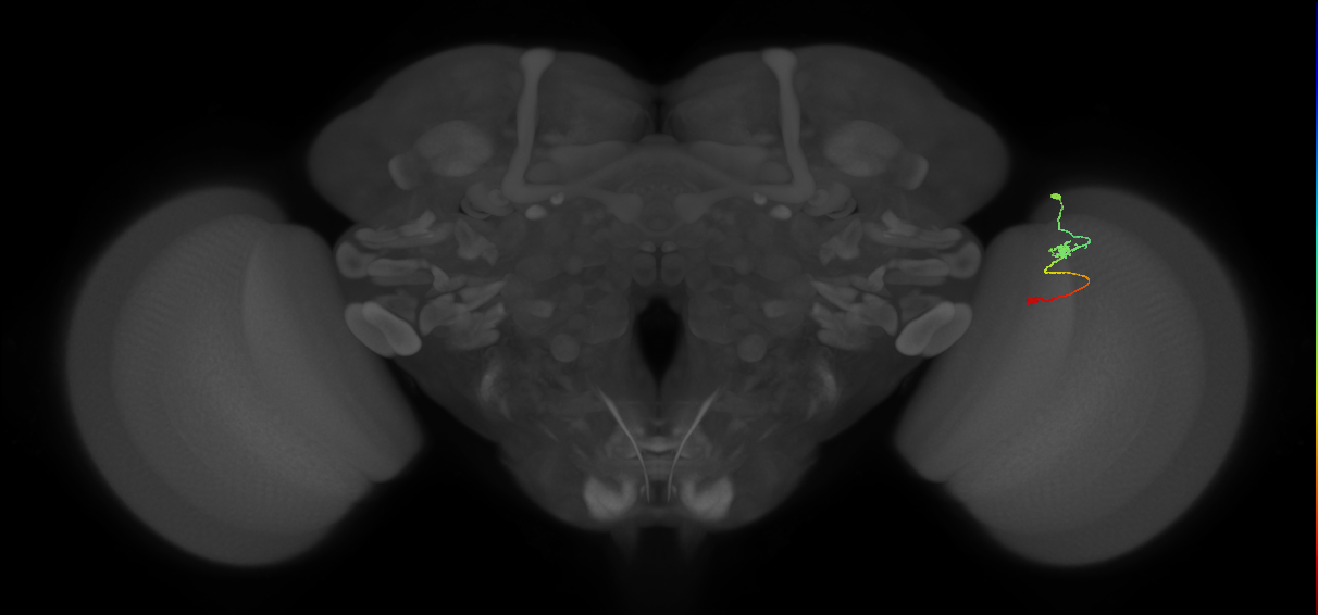 Tm9_R (MaleCNS:104820)