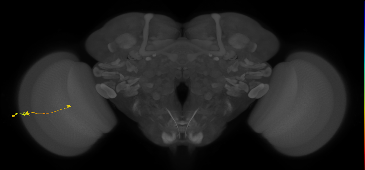 Tm9_L (MaleCNS:570976)