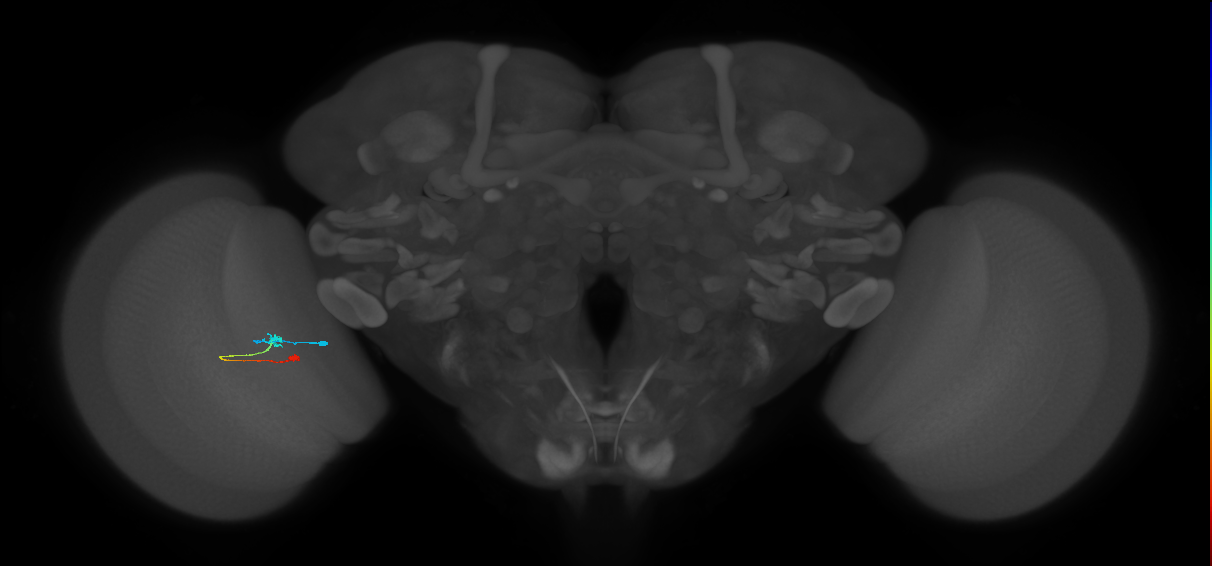 Tm9_L (MaleCNS:105787)
