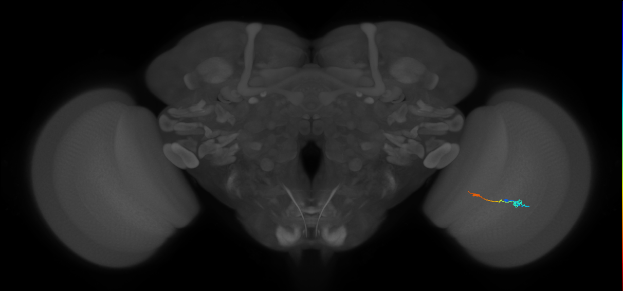 Tm9_R (MaleCNS:94133)