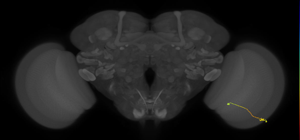 Tm9_R (MaleCNS:92805)