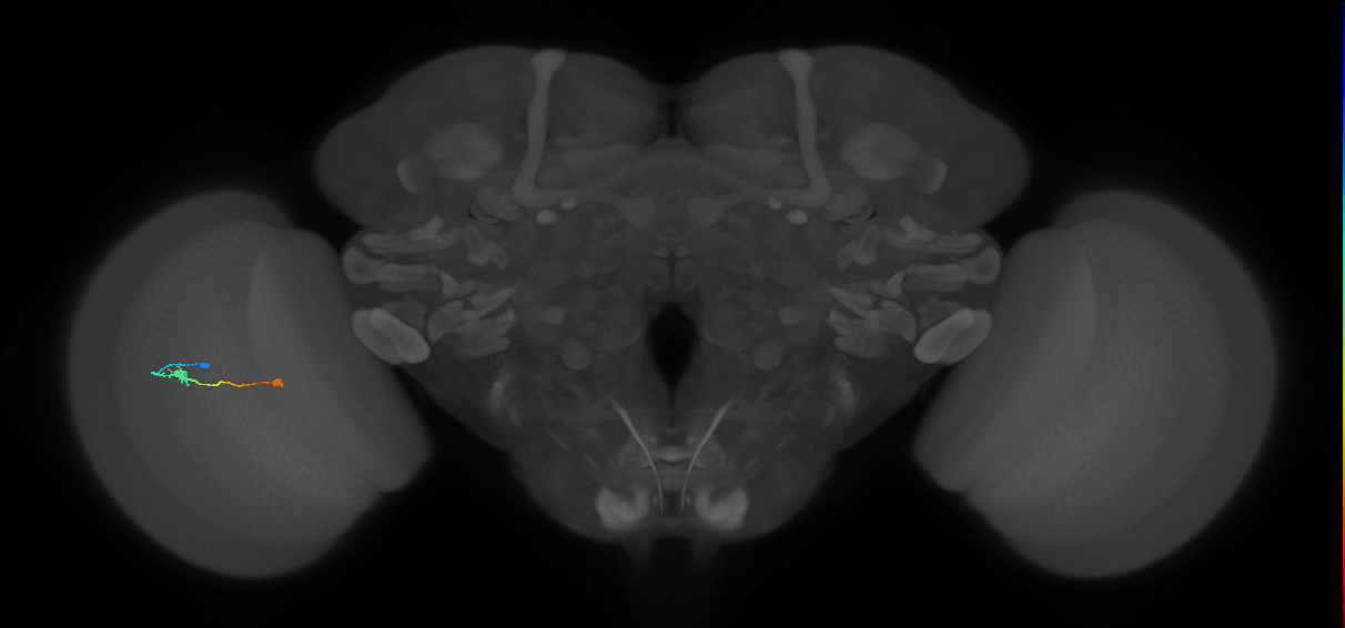 Tm9_L (MaleCNS:539127)