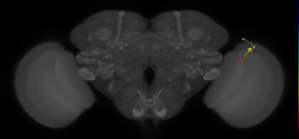 Tm9_R (MaleCNS:118817)