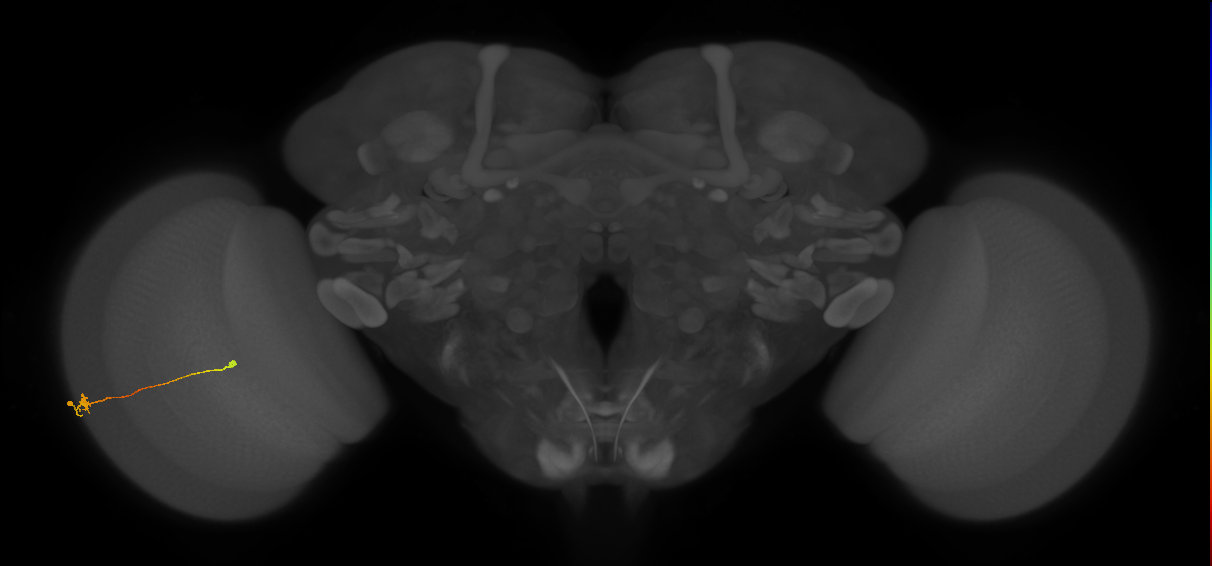 Tm9_L (MaleCNS:150877)