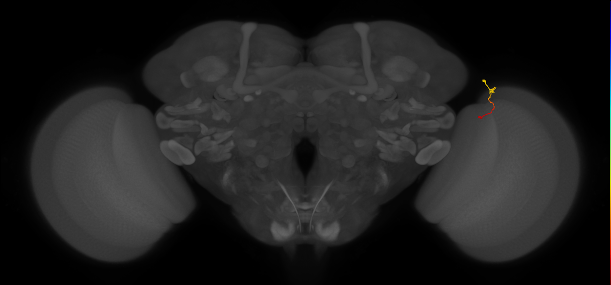 Tm9_R (MaleCNS:170609)