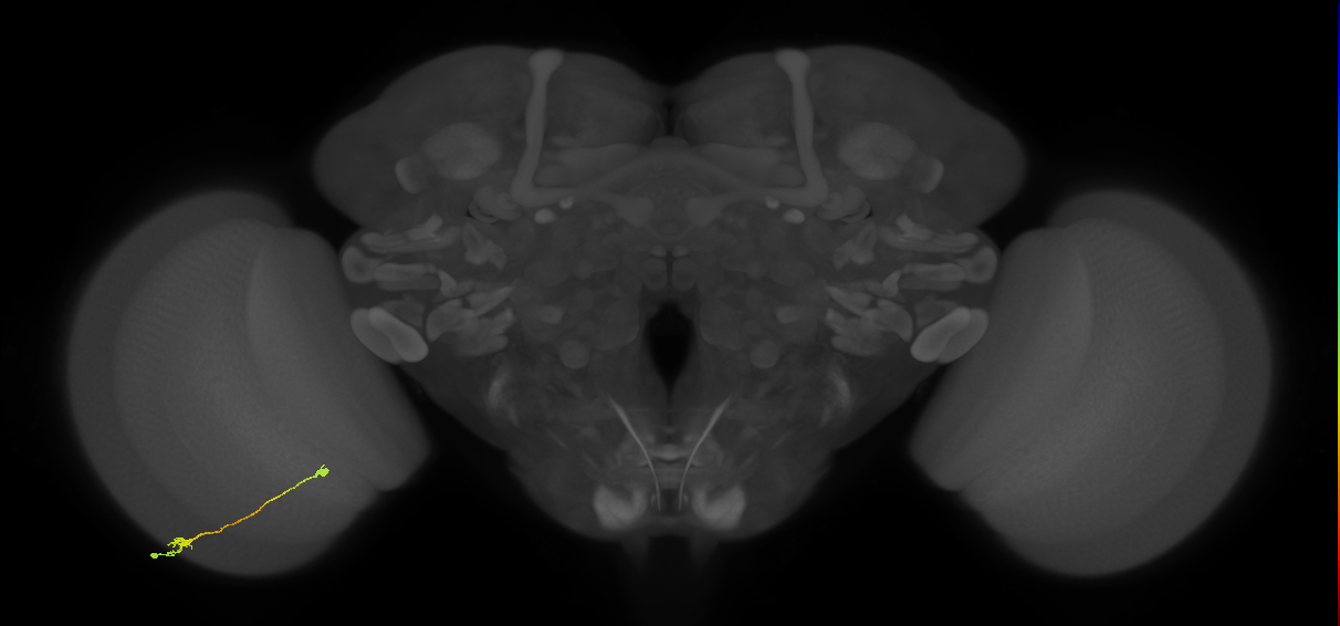 Tm9_L (MaleCNS:104324)