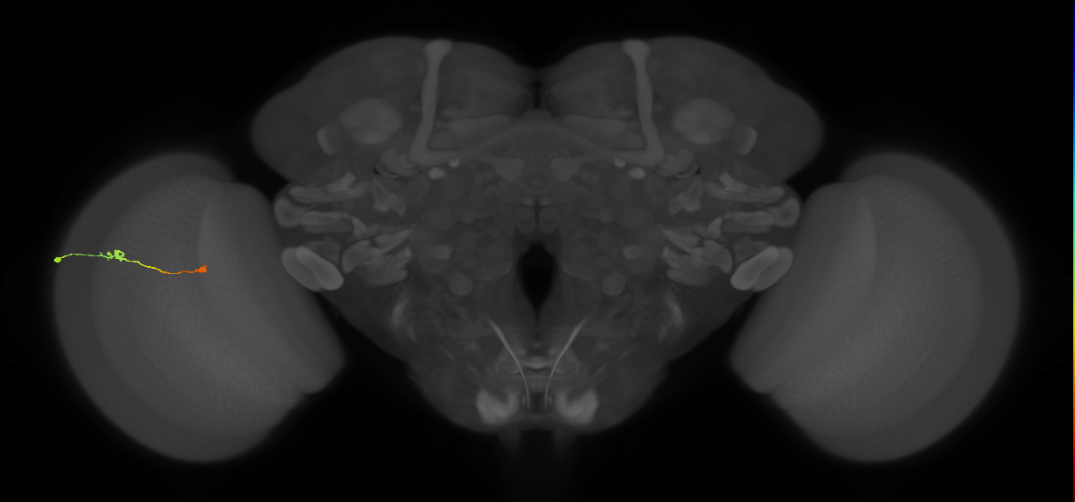 Tm9_L (MaleCNS:572607)