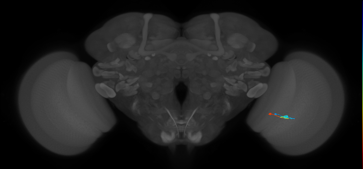 Tm9_R (MaleCNS:154024)