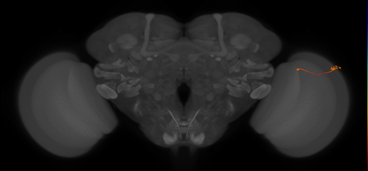 Tm9_R (MaleCNS:106666)