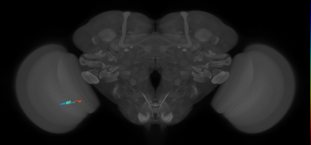 Tm9_L (MaleCNS:537851)