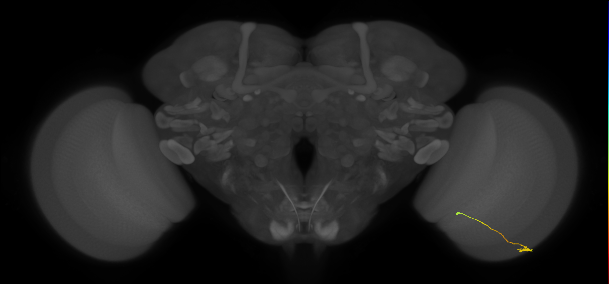 Tm9_R (MaleCNS:144157)