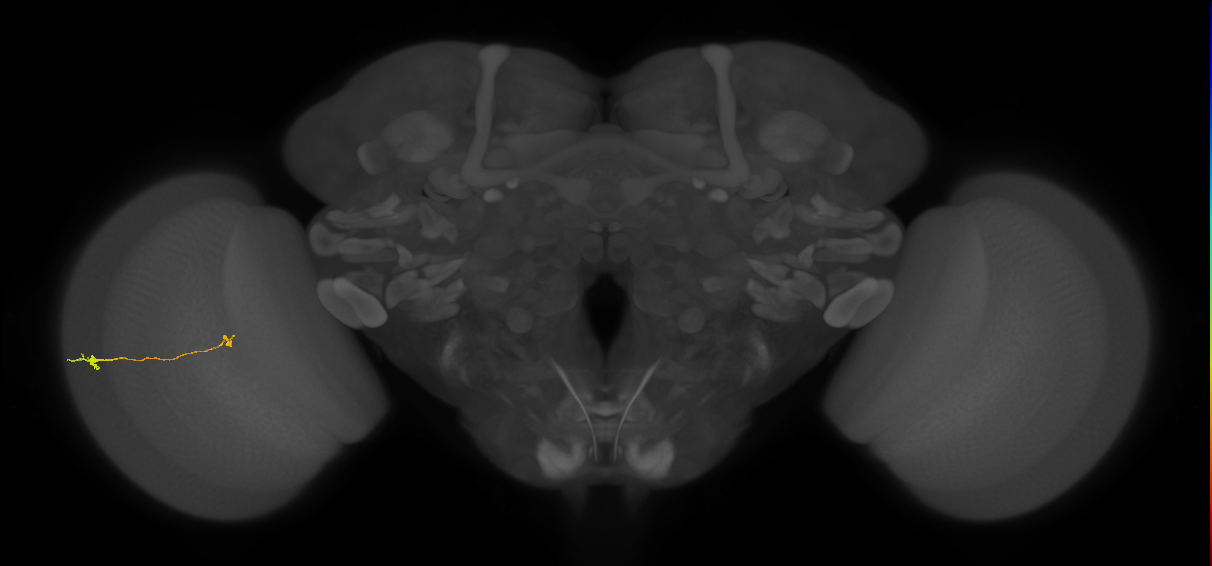 Tm9_L (MaleCNS:159902)