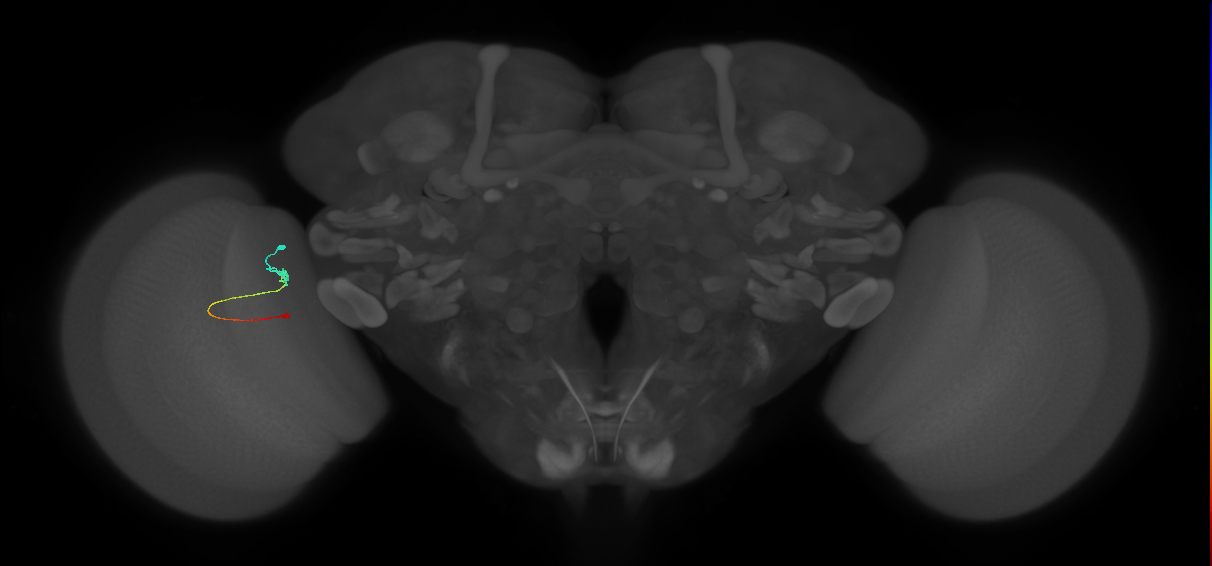 Tm9_L (MaleCNS:172372)