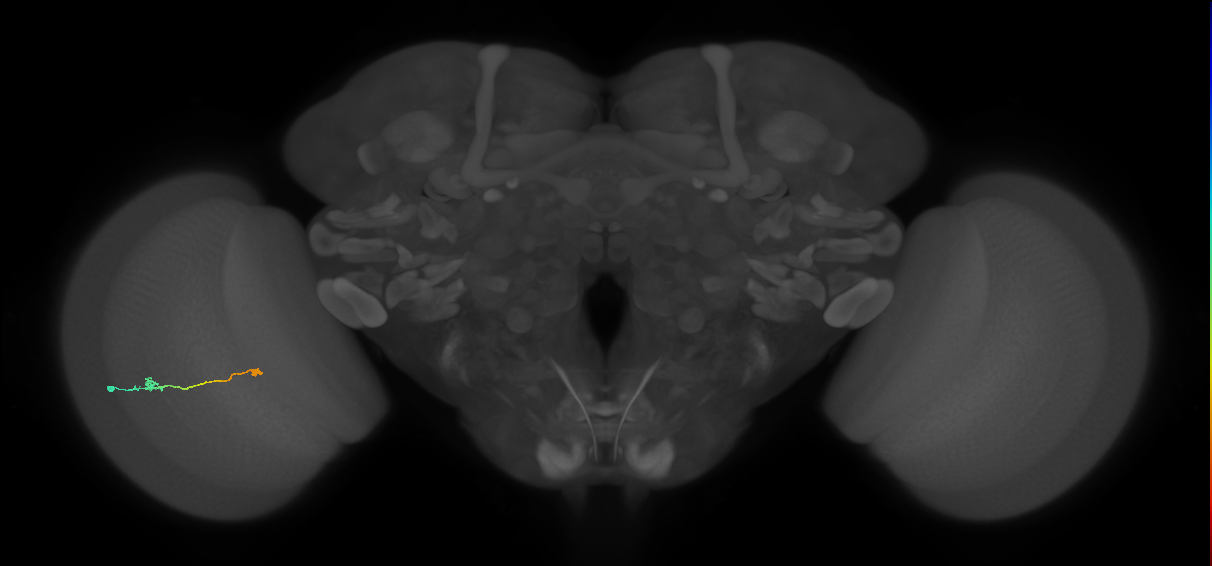 Tm9_L (MaleCNS:147081)