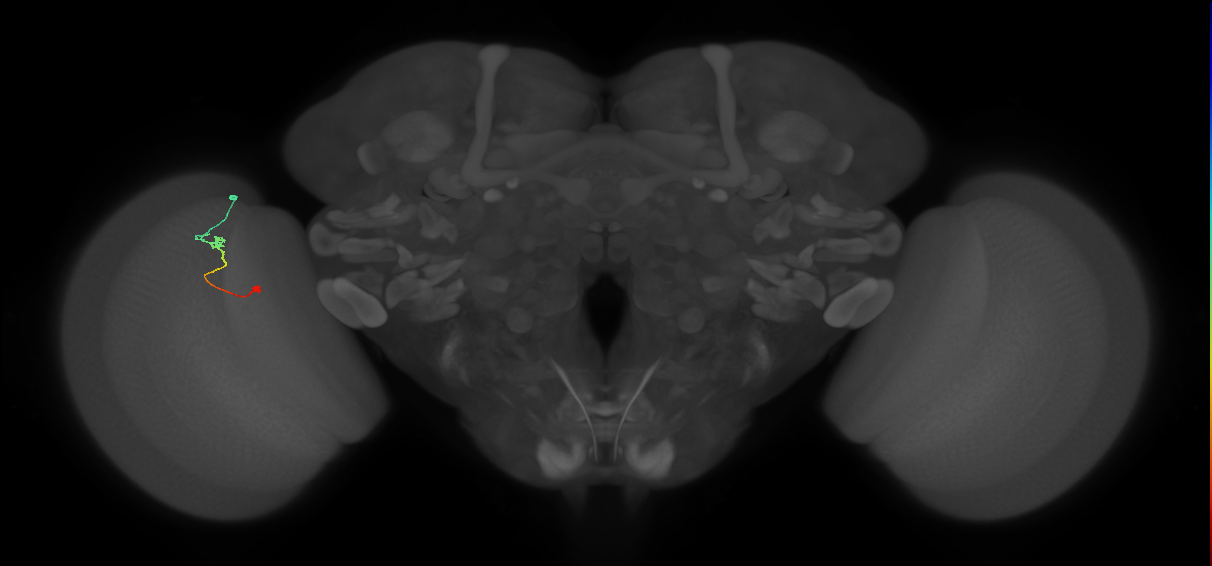 Tm9_L (MaleCNS:67726)