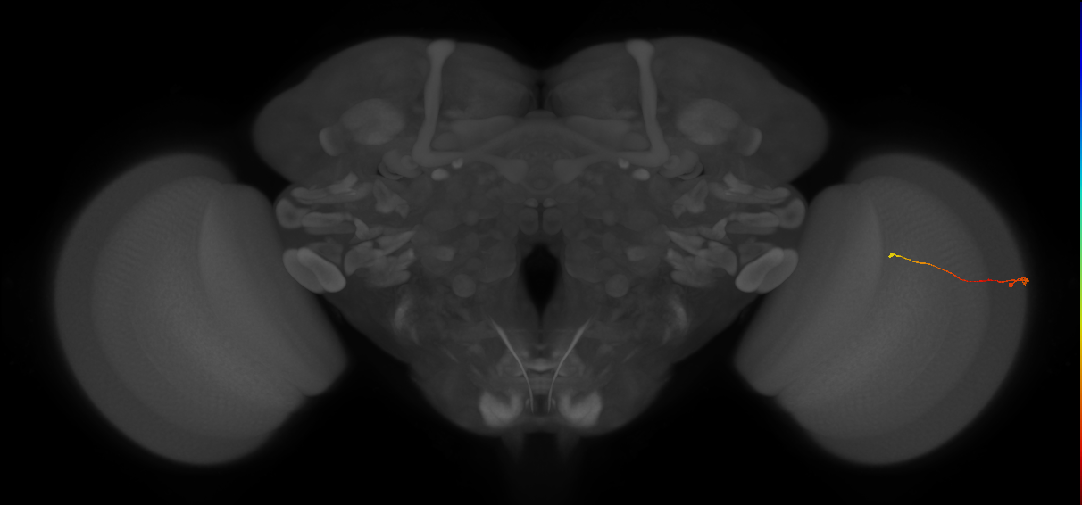Tm9_R (MaleCNS:179316)