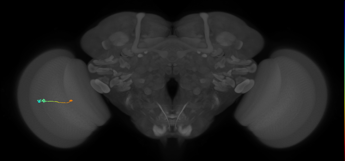 Tm9_L (MaleCNS:100658)