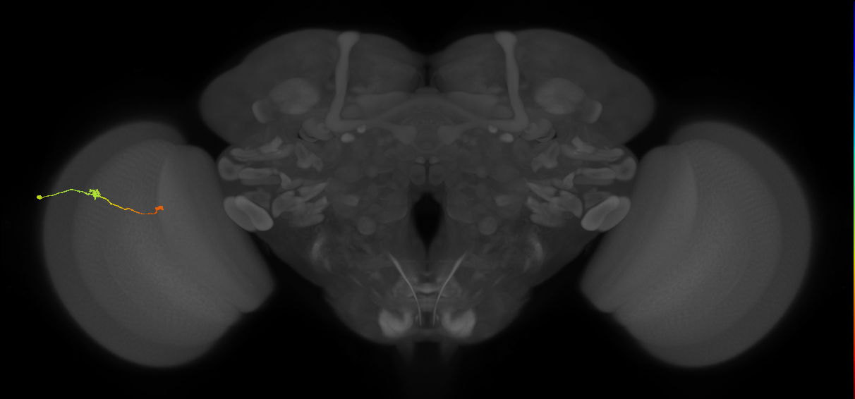 Tm9_L (MaleCNS:140792)