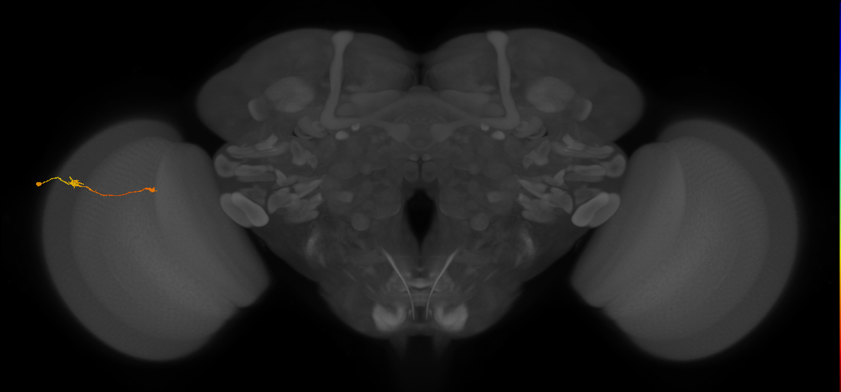Tm9_L (MaleCNS:106513)