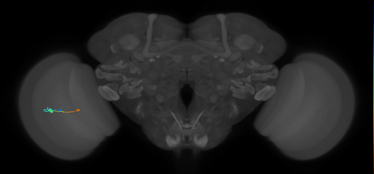 Tm9_L (MaleCNS:101881)
