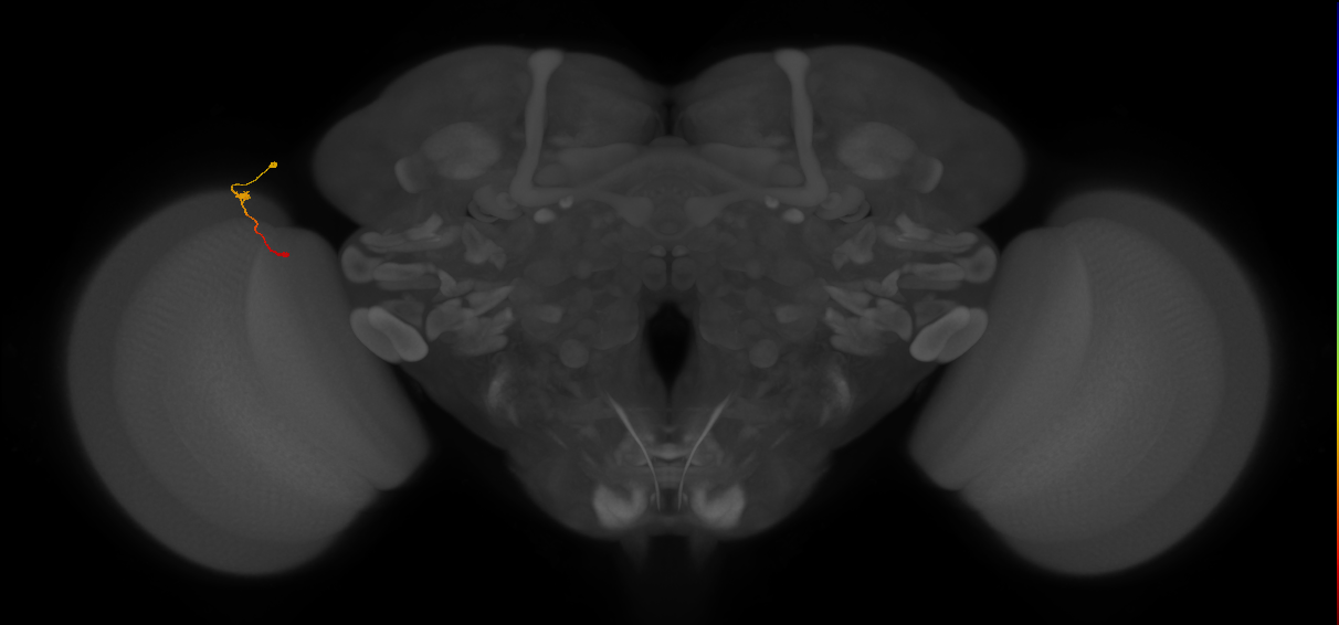 Tm9_L (MaleCNS:166221)