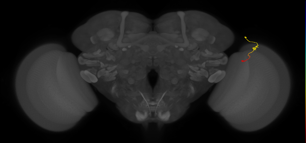 Tm9_R (MaleCNS:130481)