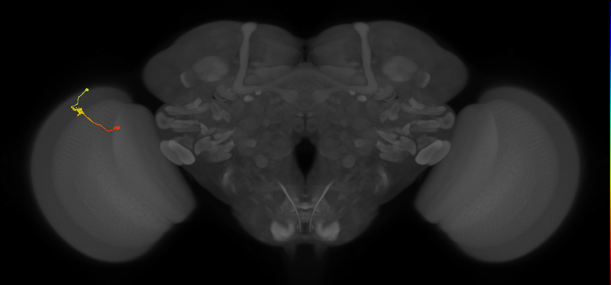 Tm9_L (MaleCNS:124070)