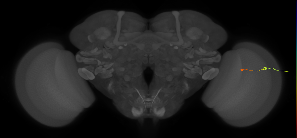 Tm9_R (MaleCNS:114936)
