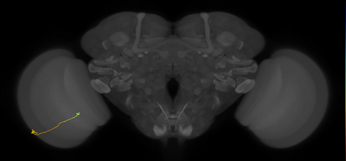 Tm9_L (MaleCNS:172420)