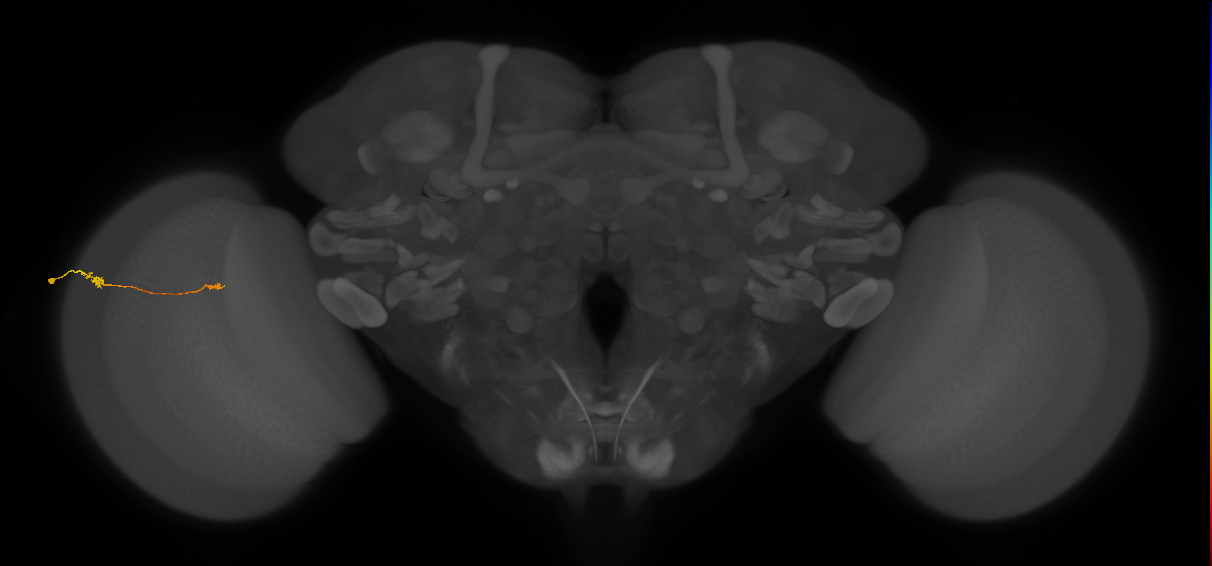 Tm9_L (MaleCNS:108098)