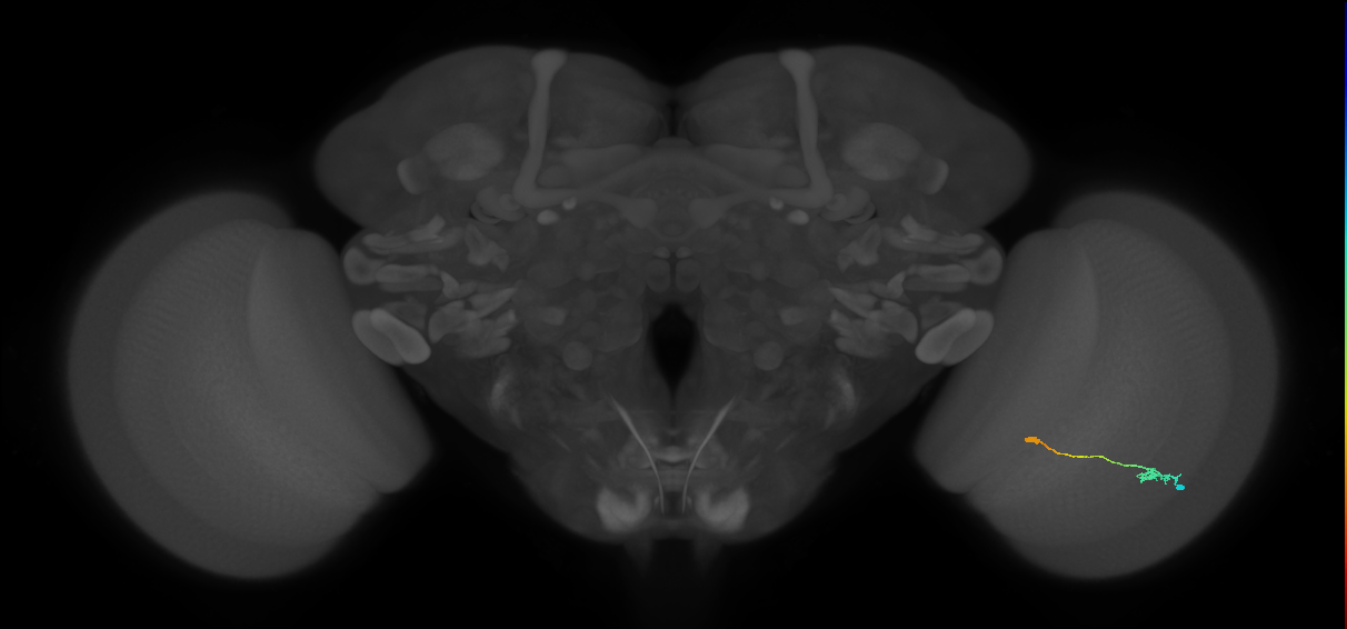 Tm9_R (MaleCNS:94443)