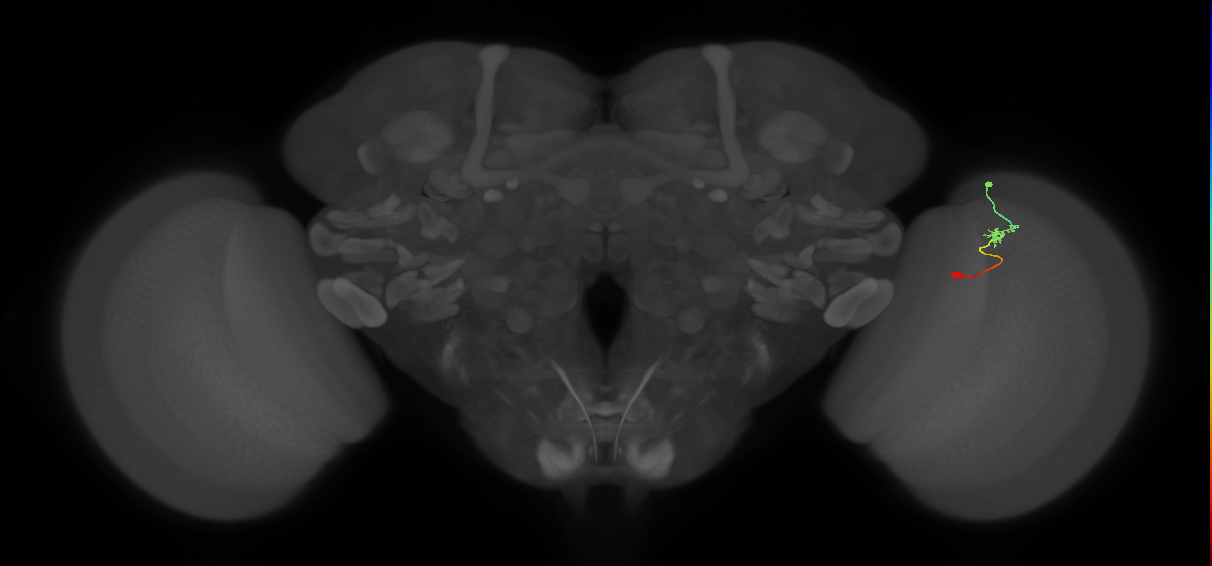 Tm9_R (MaleCNS:115134)