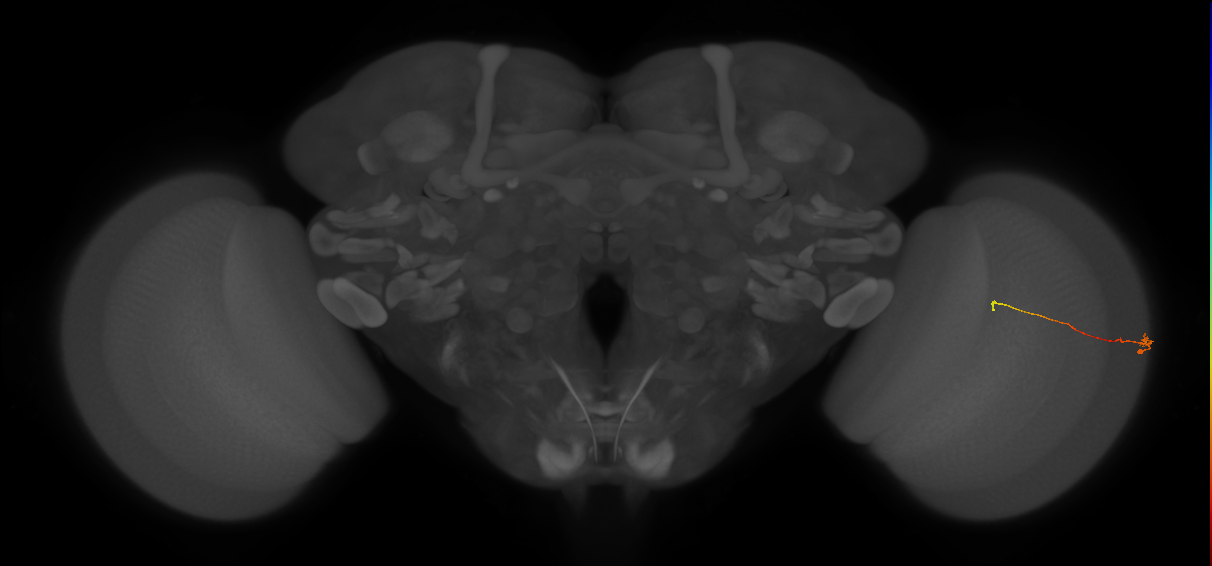 Tm9_R (MaleCNS:159516)