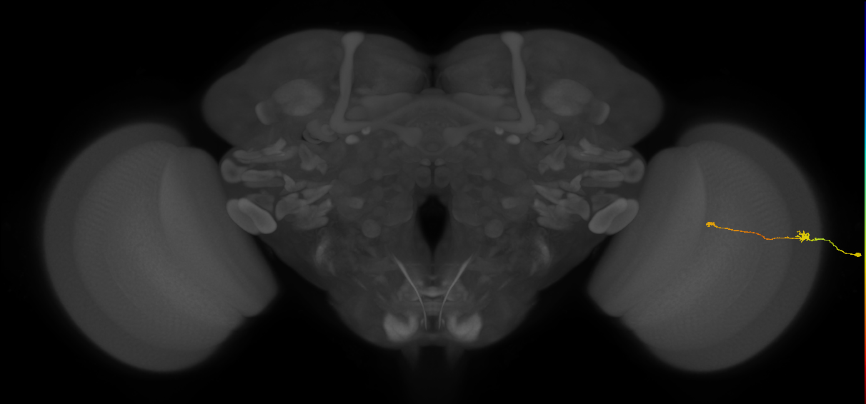 Tm9_R (MaleCNS:97086)